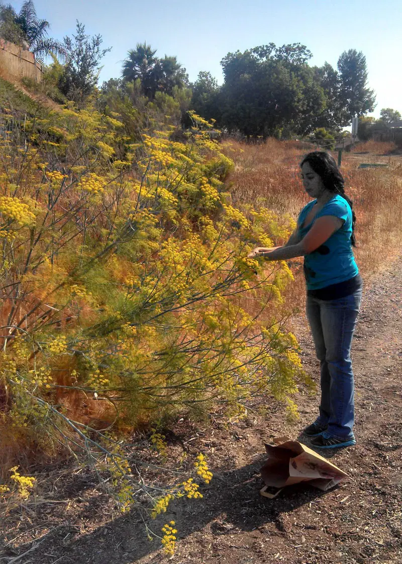 Foraging for Fennel