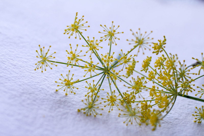 Fennel by Indiaphile.info