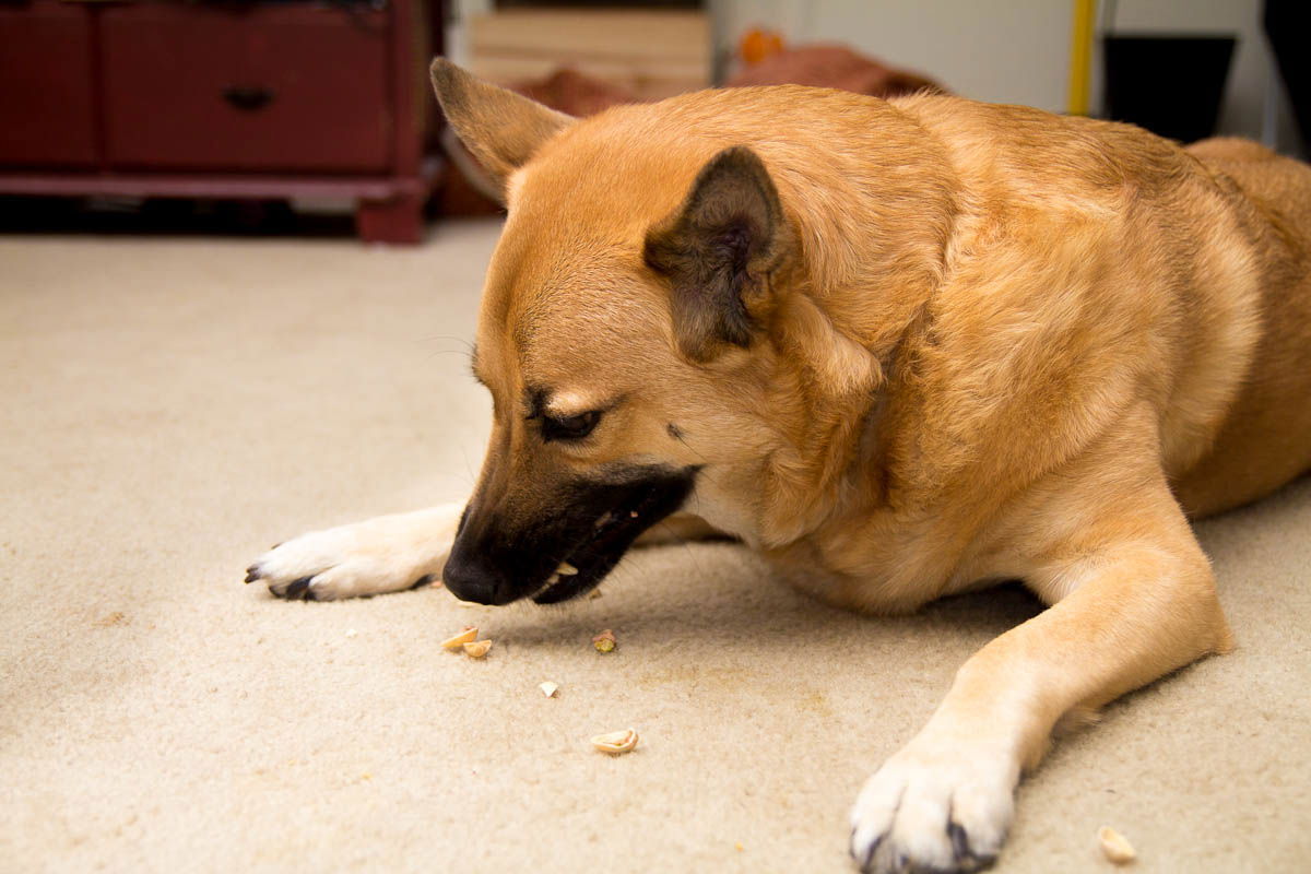 Pistachio date milk smoothie recipe by Indiaphile.info