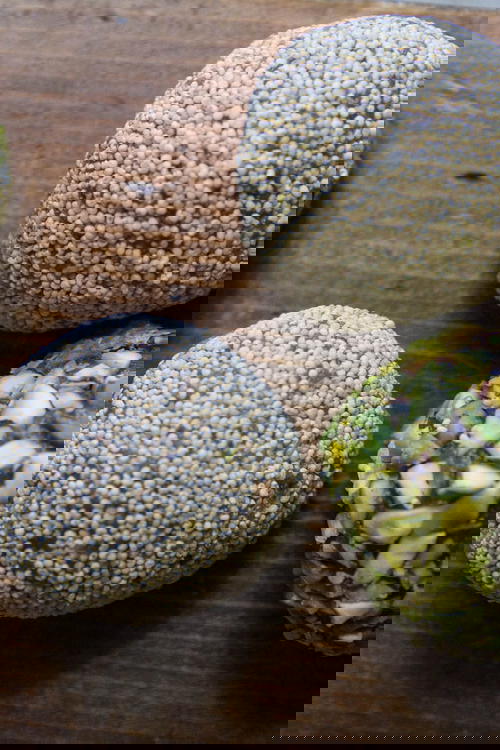 Date Halwa (Khajur no Halvo)