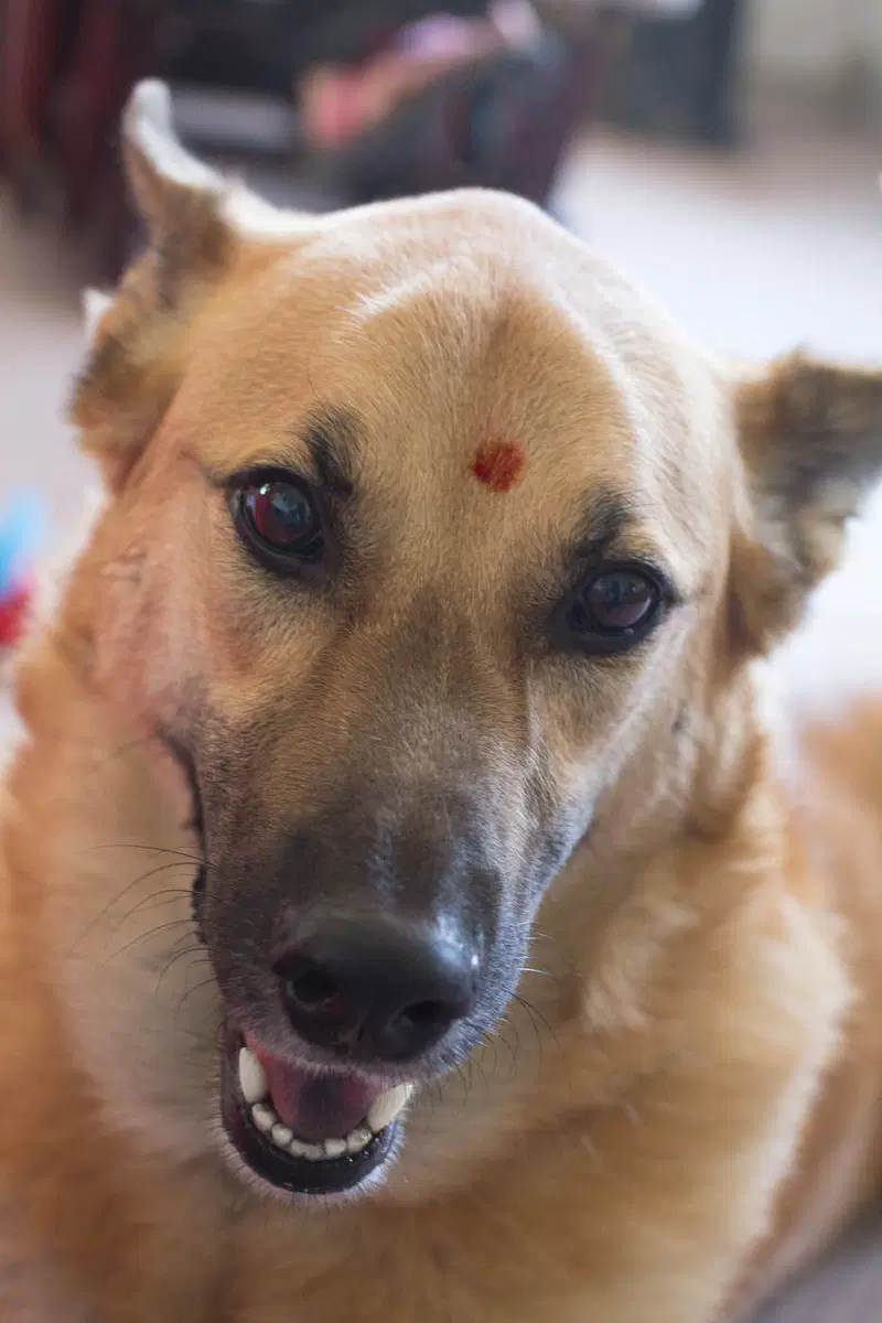 Xaxi with a bindi!