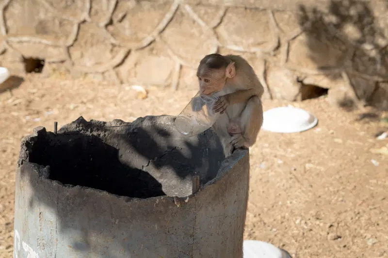 A monkey at Kanheri Caves