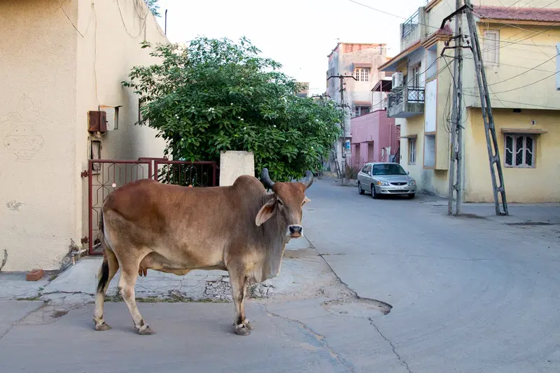 A Street Cow in Baroda, India