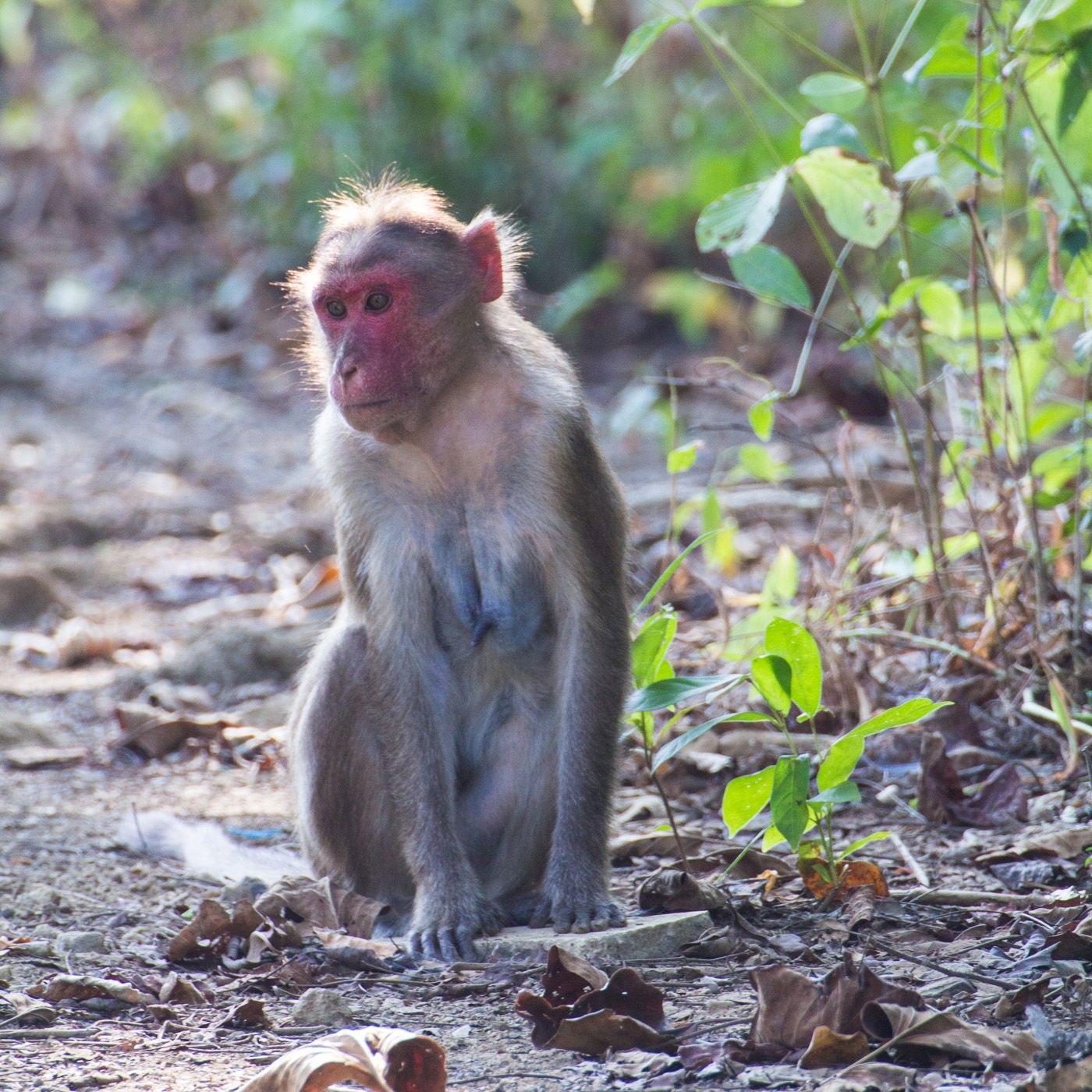 Urban Animals of India