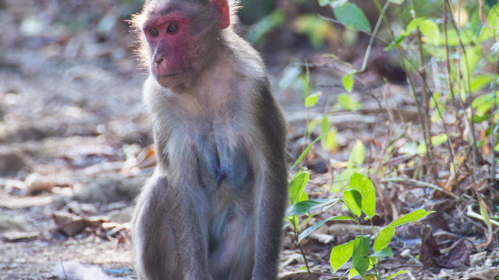 Urban Animals of India