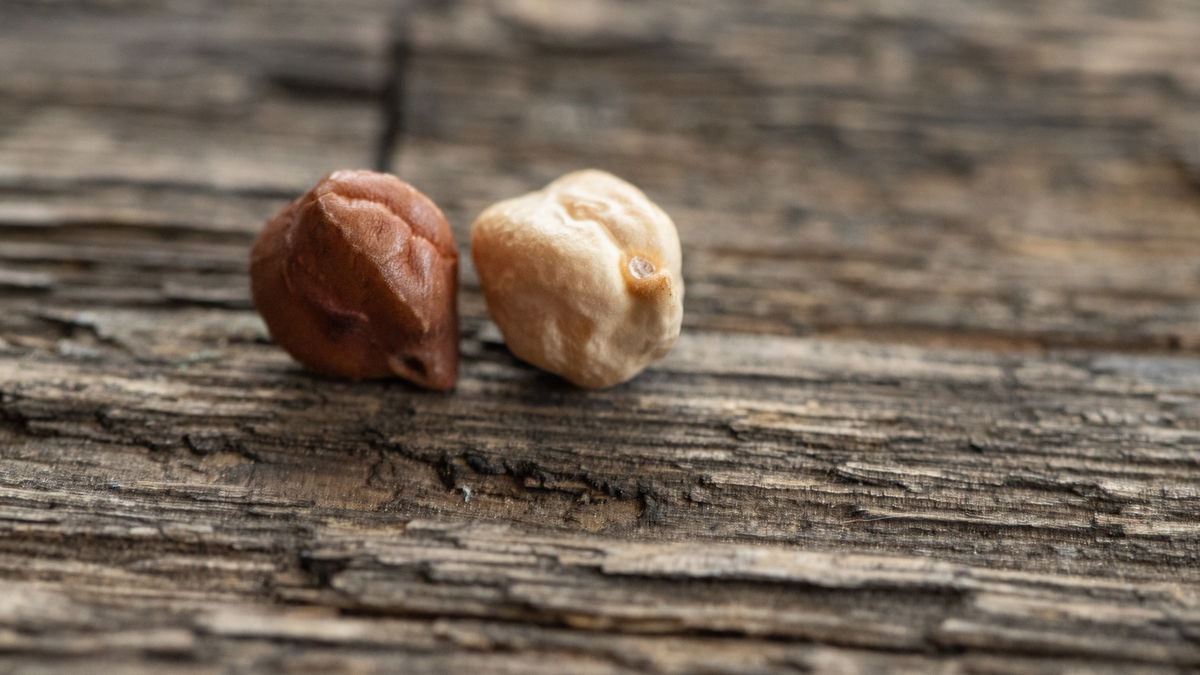 Close up comparison of a Desi chana and Kabuli chana