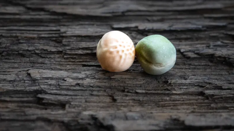 Yellow and green pea comparison