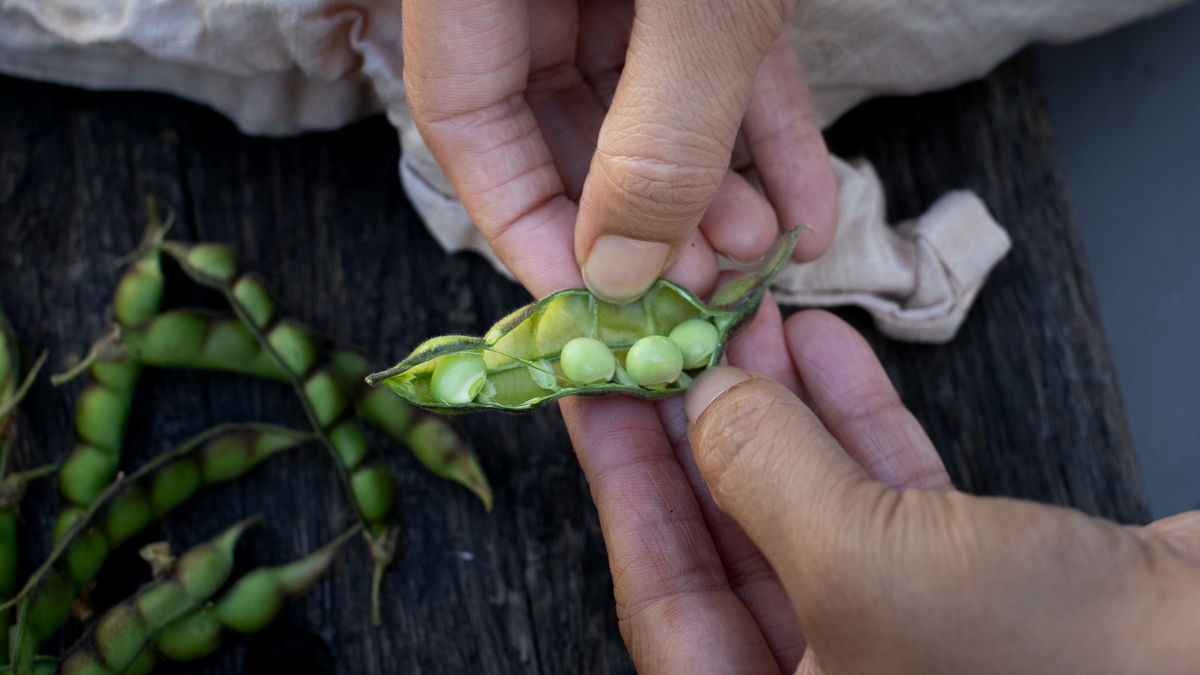 Opening a pod of toor (tuvar)