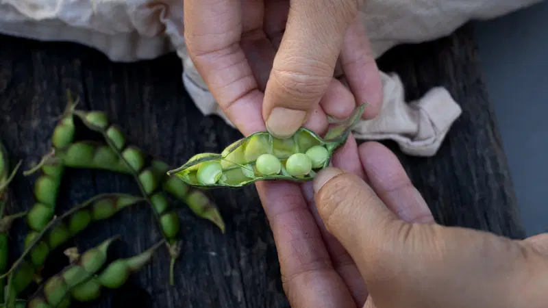 Opening a pod of toor (tuvar)