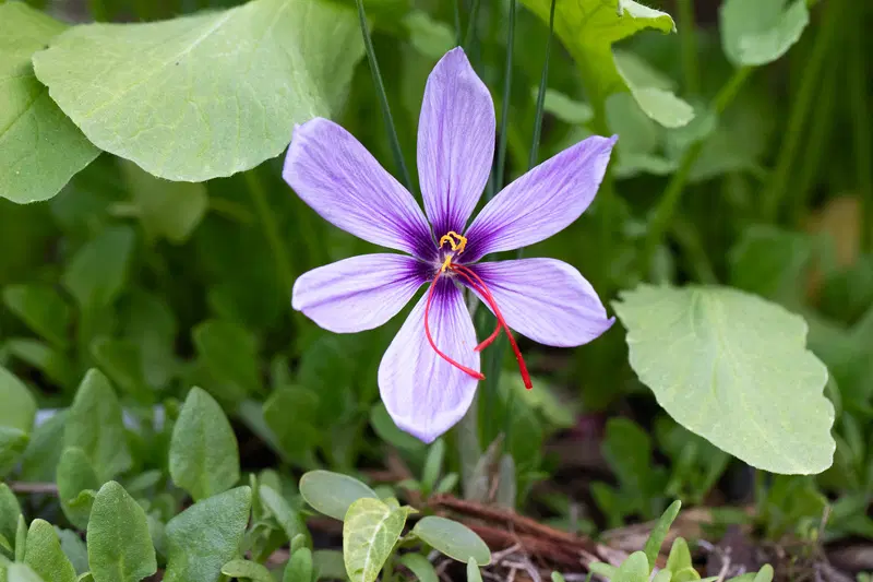 Saffron crocus flower growing in a garden