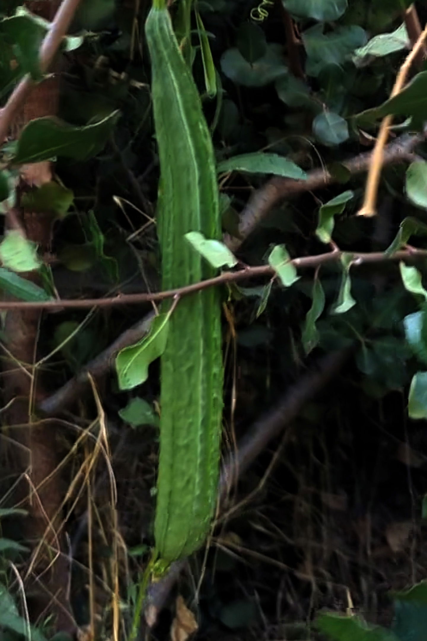 Turiya growing on a vine